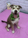 adoptable Dog in  named LUGAT