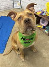 adoptable Dog in , MI named GODFREY