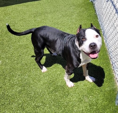 adoptable Dog in Detroit, MI named SCRUGGS