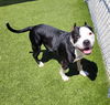 adoptable Dog in , MI named SCRUGGS