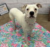 adoptable Dog in , MI named DAKINI