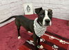 adoptable Dog in , MI named ZENYTE