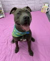 adoptable Dog in  named JUAN PABLO