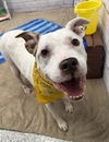 adoptable Dog in , MI named GELIN
