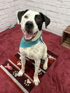 adoptable Dog in  named FINN