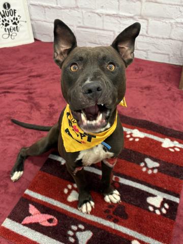 adoptable Dog in Detroit, MI named NARSIL