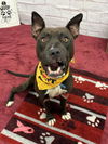 adoptable Dog in  named NARSIL
