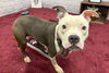 adoptable Dog in  named PAIGE