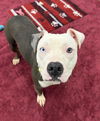 adoptable Dog in  named PEACHES