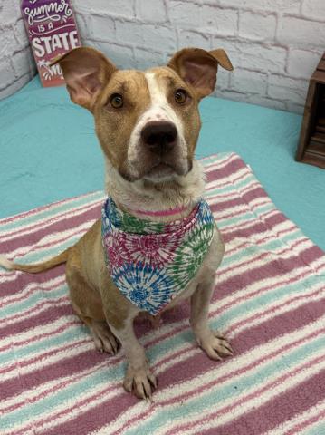 adoptable Dog in Detroit, MI named PATCHES