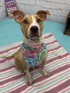 adoptable Dog in  named PATCHES