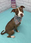 adoptable Dog in  named WIEVEN