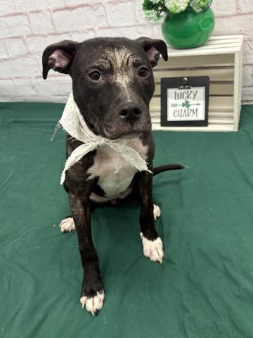 ALICIA, an adoptable Pit Bull Terrier in Detroit, MI