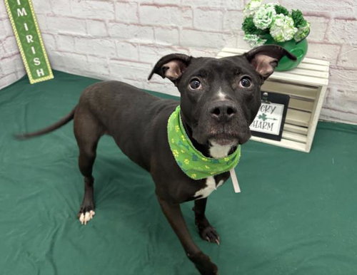 DEMELZA, an adoptable Pit Bull Terrier in Detroit, MI