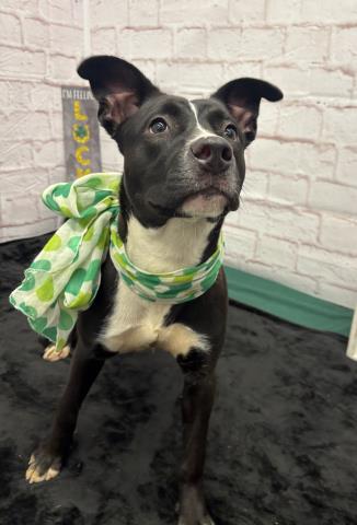 FIFI, an adoptable American Staffordshire Terrier in Detroit, MI