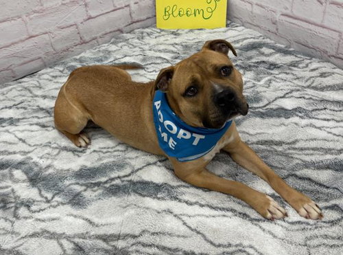 MCBOOP, an adoptable Pit Bull Terrier in Detroit, MI