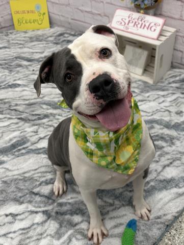 BABY, an adoptable Pit Bull Terrier in Detroit, MI