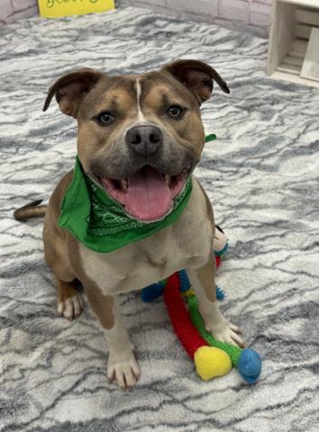 DERPY TOT, an adoptable Pit Bull Terrier in Detroit, MI