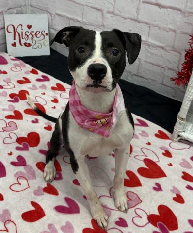 PEONY TRINKET, an adoptable Pit Bull Terrier in Detroit, MI