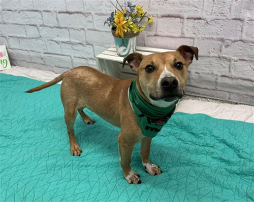 GREENIE BOBEANIE, an adoptable Pit Bull Terrier in Detroit, MI