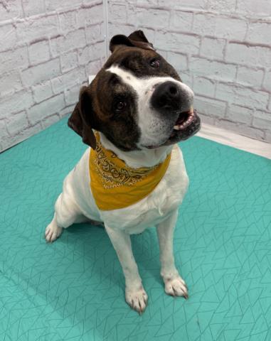 ATTENBOROUGH, an adoptable Saint Bernard in Detroit, MI