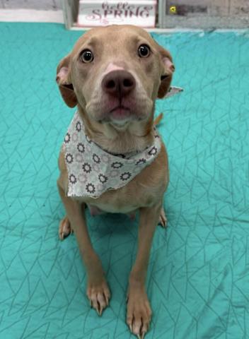 CHERRY, an adoptable Pit Bull Terrier in Detroit, MI