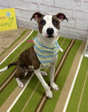 SCURRIE, an adoptable Pit Bull Terrier in Detroit, MI