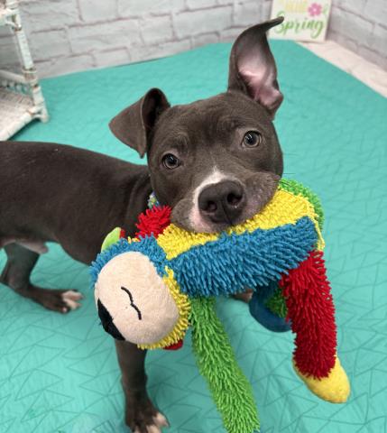 DOODLES, an adoptable Pit Bull Terrier in Detroit, MI