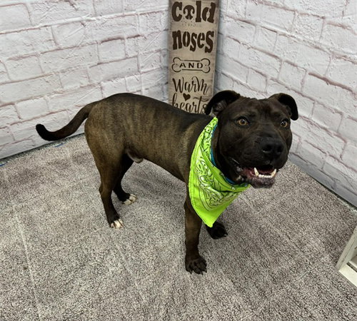 NORTHERN SKY, an adoptable American Staffordshire Terrier in Detroit, MI