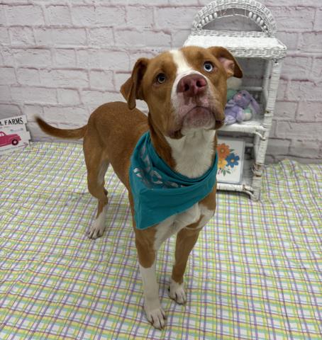 SALV, an adoptable Pit Bull Terrier in Detroit, MI
