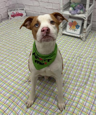 MURV, an adoptable Pit Bull Terrier in Detroit, MI