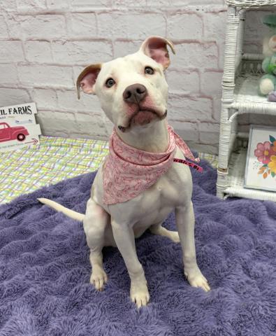 OBARA, an adoptable Pit Bull Terrier in Detroit, MI
