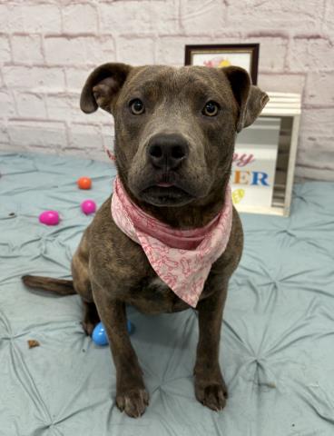 UNELLA, an adoptable Pit Bull Terrier in Detroit, MI