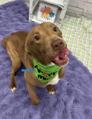GOLDEN CARROT, an adoptable German Shepherd Dog in Detroit, MI