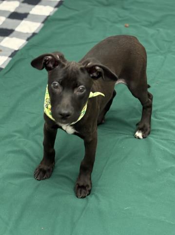 WHARF, an adoptable Labrador Retriever in Detroit, MI