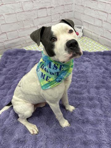 BILL NYE, an adoptable Pit Bull Terrier in Detroit, MI