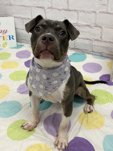 DEW DROP, an adoptable Pit Bull Terrier in Detroit, MI