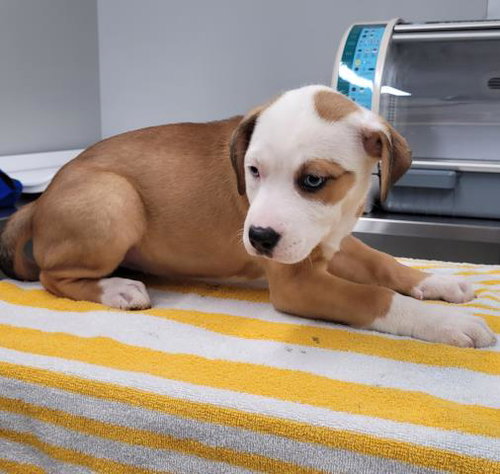 SUN PRAIRIE, an adoptable American Pit Bull Terrier in Detroit, MI