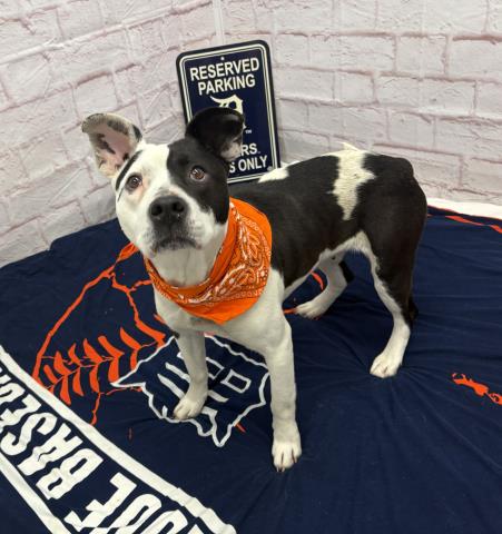 picture of the dog needing adoption