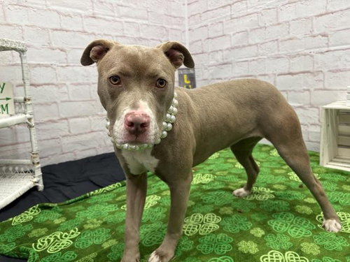 picture of the dog needing adoption