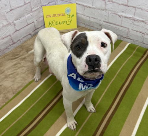 picture of the dog needing adoption