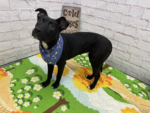 picture of the dog needing adoption