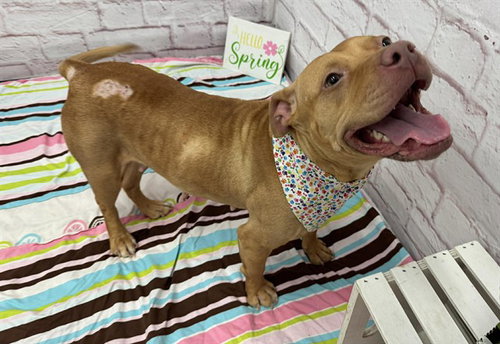 picture of the dog needing adoption