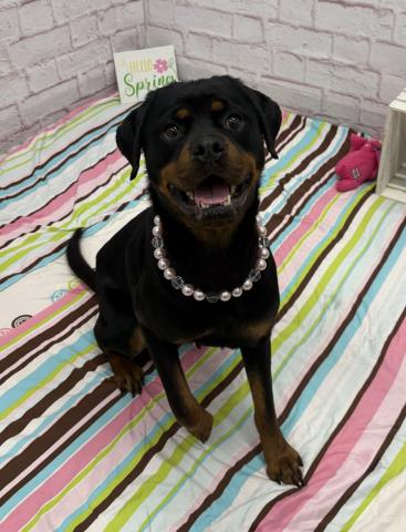 picture of the dog needing adoption