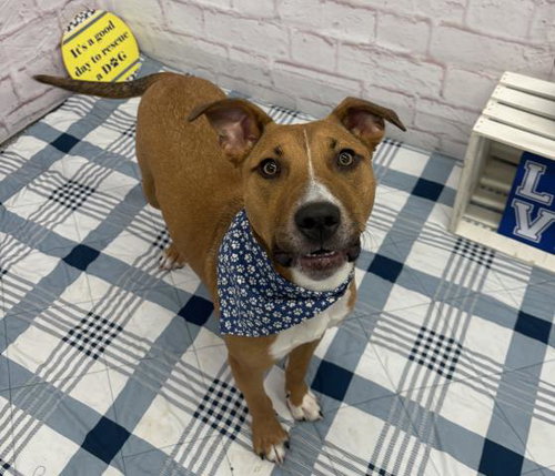 picture of the dog needing adoption