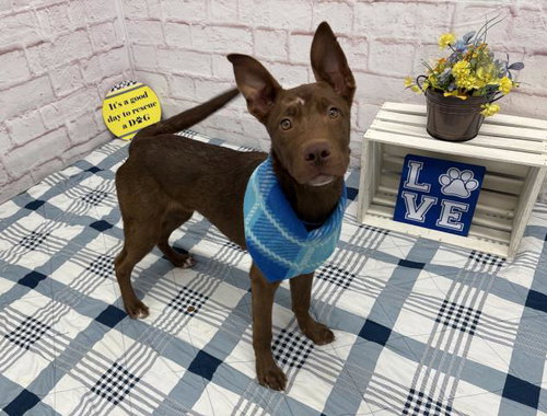 picture of the dog needing adoption
