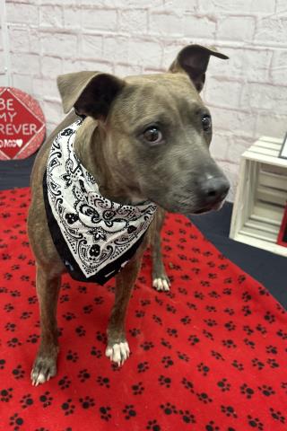 REDBUD, an adoptable Pit Bull Terrier in Detroit, MI