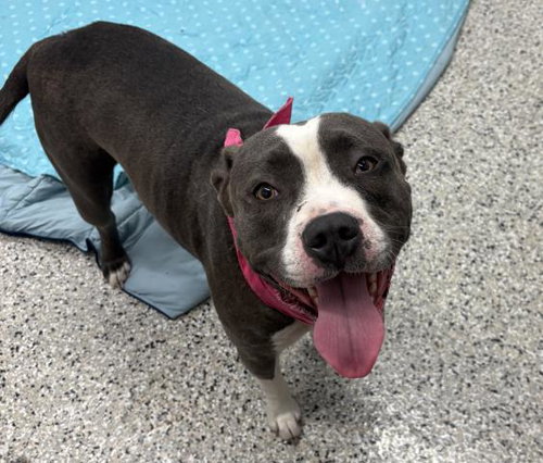 LILY, an adoptable Pit Bull Terrier in Detroit, MI