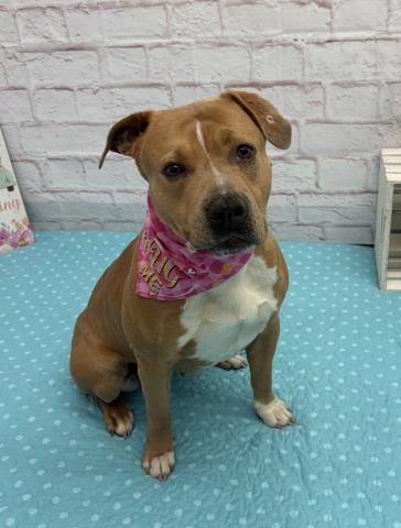 MERMAID, a adult female Pit Bull Terrier Mix