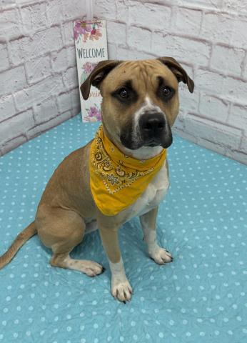 WEBBY, an adoptable Pit Bull Terrier in Detroit, MI